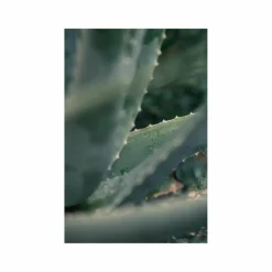 Aloe Mint Volume Shampoo