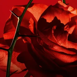 Amor Amor Eau de Toilette