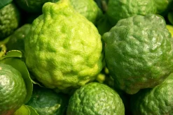 Bergamot Olie Økologisk