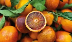 Blodappelsin Olie Økologisk