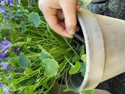 Blomster gødningspinde