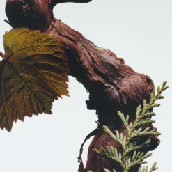 Cypress & Grapevine Cologne Intense