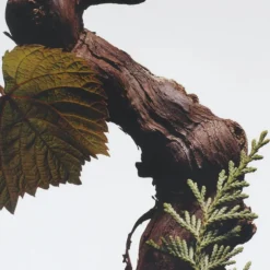 Cypress & Grapevine Scented Classic Candle