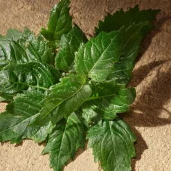 Devotion Pour Homme Eau de Parfum