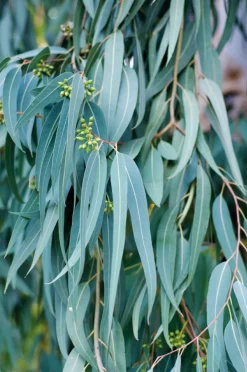 Eukalyptus Olie Økologisk