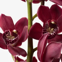 Euphoria Eau de Parfum