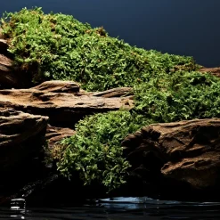 Fierce Deodorant Stick