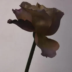 Fragrance Eau de parfum