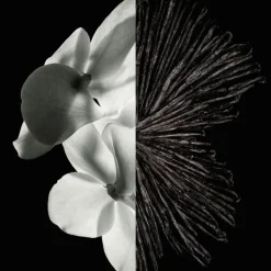 Gentleman Eau de Parfum