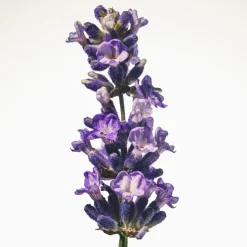 Goddess Eau de Parfum Intense