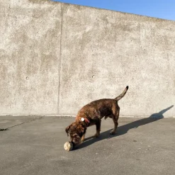 Hunde Aktivitets Bold