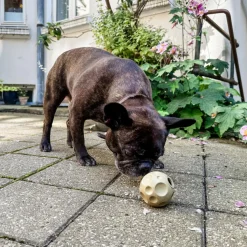 Hunde Aktivitets Bold