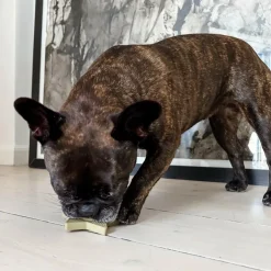 Hvalpe Legetøj Starterpakke i Naturgummi