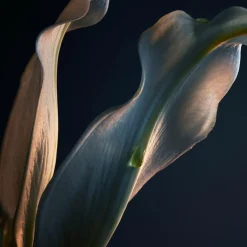 Lady Million Deodorant Spray