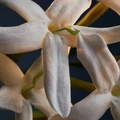 Lady Million Deodorant Spray