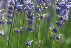 Lavandin Super Olie Økologisk