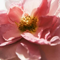 L'Eau De Parfum Intense