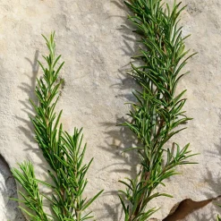 Light Blue Pour Homme Eau de Toilette