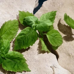 Light Blue Pour Homme Eau de Toilette