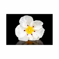 Lindengloss Conditioner