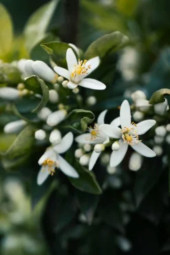 L'Interdit Eau de Parfum