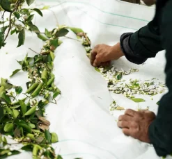 L'Interdit Eau de Parfum