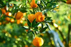 Mandarin Olie Økologisk