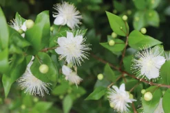 Myrte Olie Økologisk