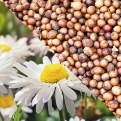 Natural Shaving Cream