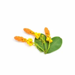 Phytonutrient Caffeine Infusion