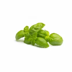 Phytonutrient Hairroot Serum