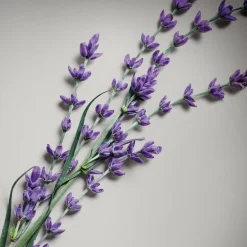 Pour Homme Absolu Eau de Parfum