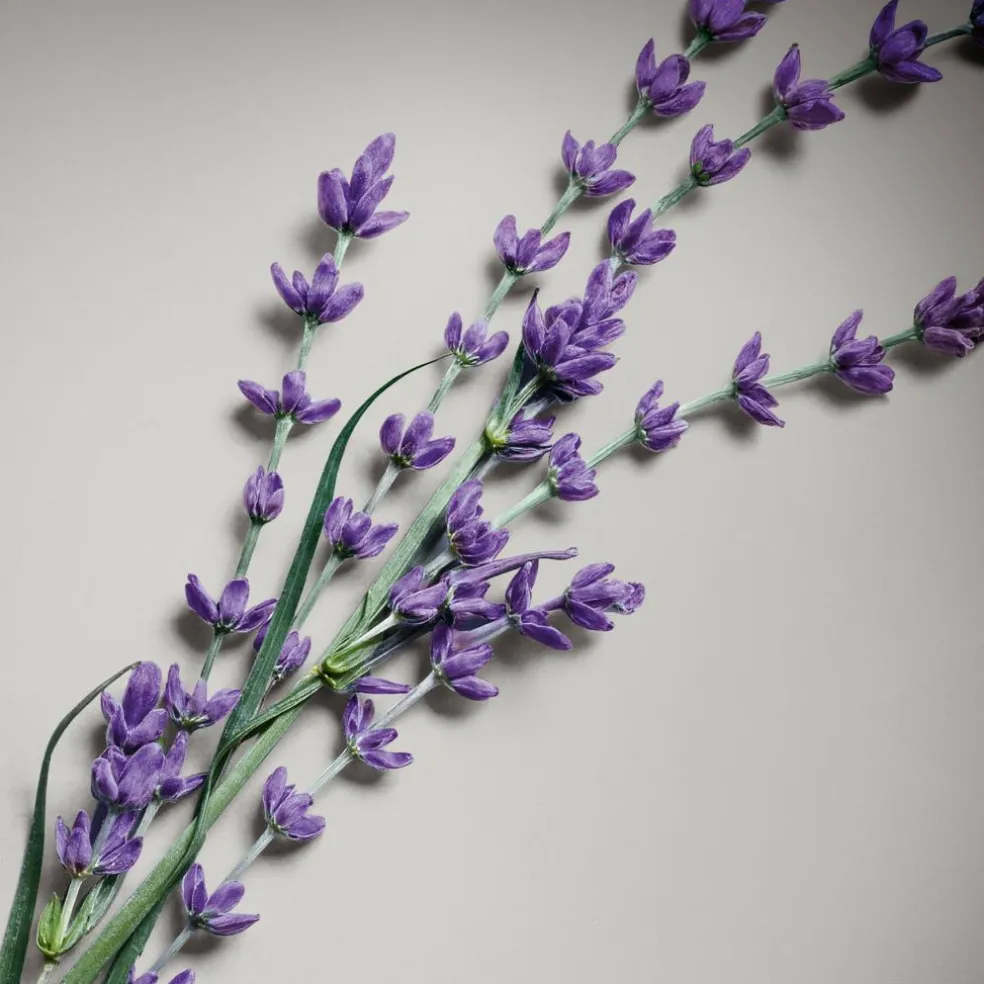 Pour Homme Absolu Eau de Parfum