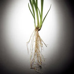 Pour Homme Eau de Parfum