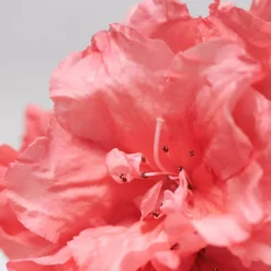 Rejuvenating Face Oil