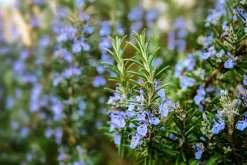 Rosmarin Olie Økologisk