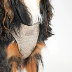 Saga Step-in Harness