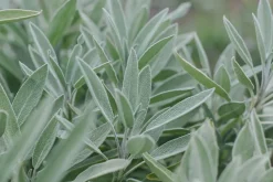 Salvie Olie Økologisk