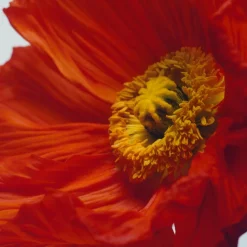 Scarlet Poppy Cologne Intense Travel Spray