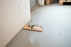 Smækfælde mod Rotter