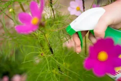 Spruzit InsektFri Klar til Brug