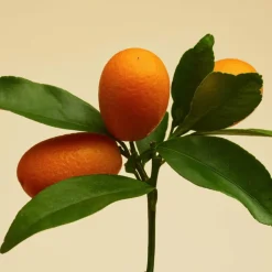 Stratus Eau de Toilette