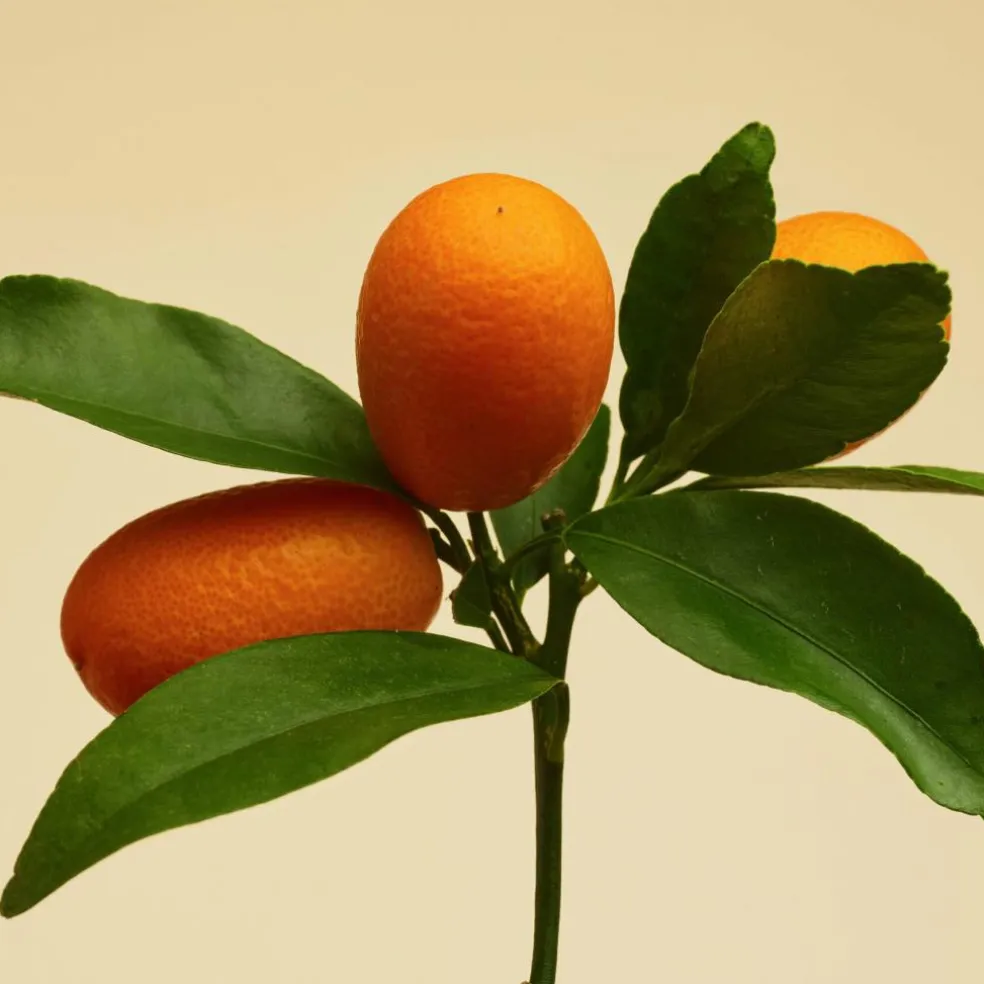 Stratus Eau de Toilette