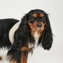 Teddy Step-in Harness