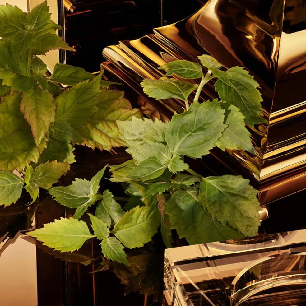 The One Pour Homme Gold Intense Eau de Parfum