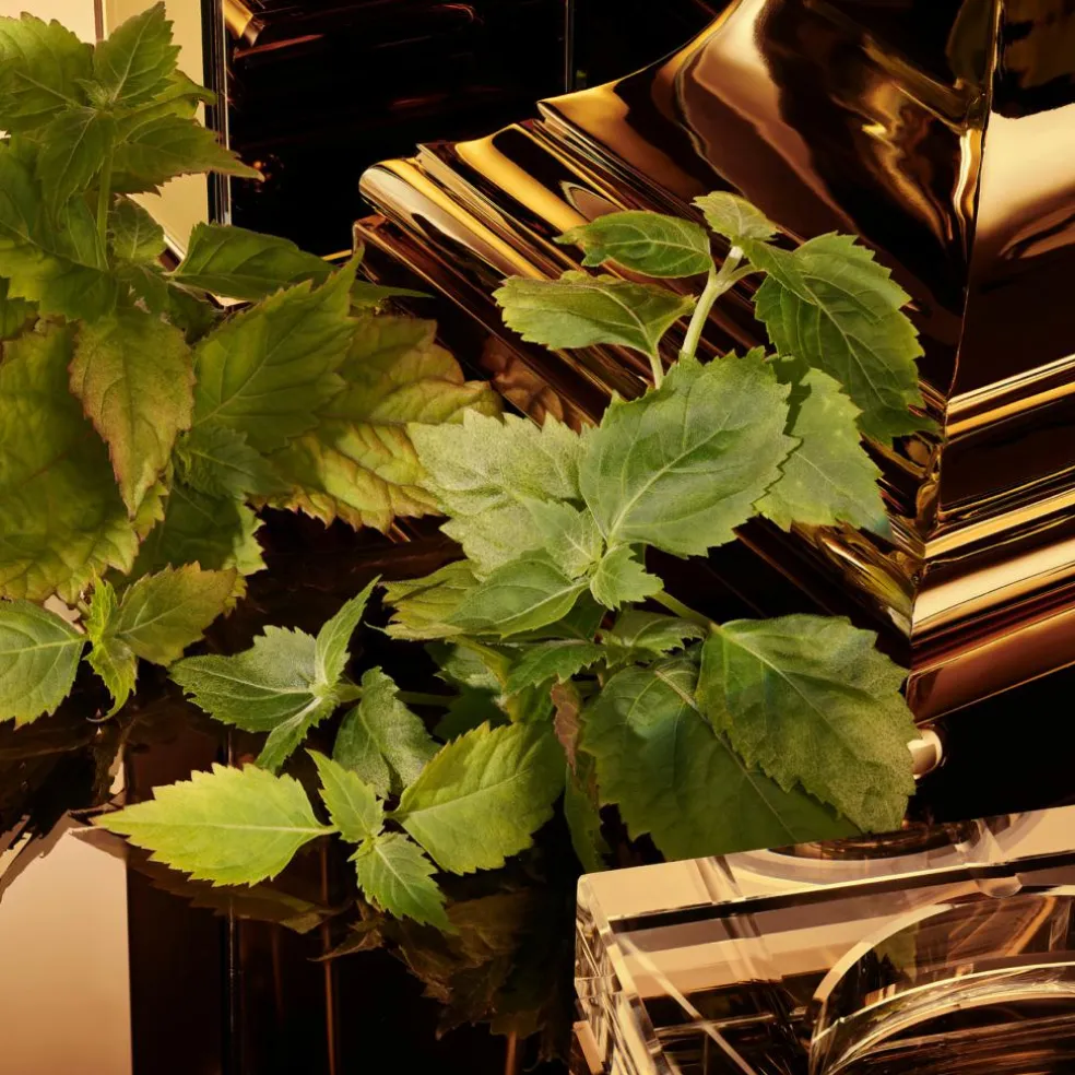 The One Pour Homme Gold Intense Eau de Parfum