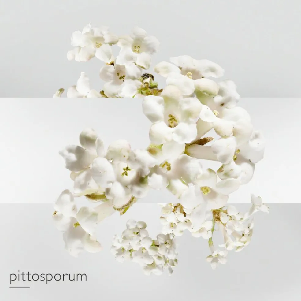 Un Jardin sur la Lagune Eau de Toilette