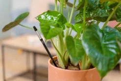 Vandmåler til Planter