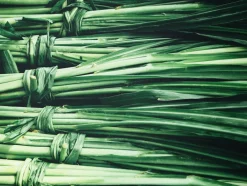 Vetiver Olie Økologisk